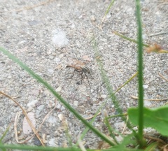 Therevidae