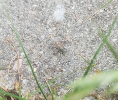 Therevidae