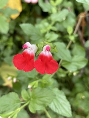 Salvia