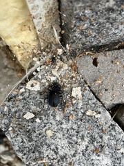 Carabus intricatus