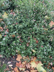 Salvia