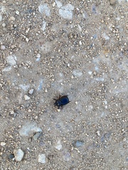 Temnorhynchus retusus