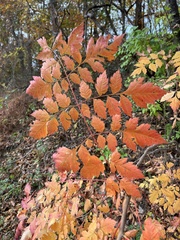 Koelreuteria paniculata