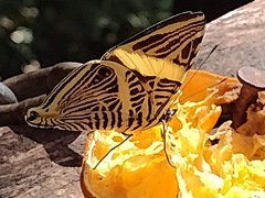 Colobura dirce dirce