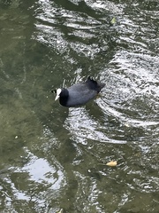 Fulica atra
