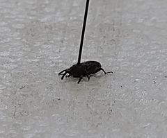 Litosomina