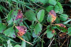 Diplocarpon fragariae