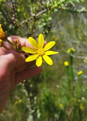 Osteospermum corymbosum