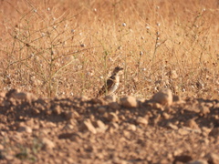 Melanocorypha calandra