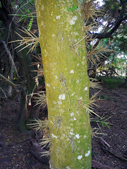 Gleditsia amorphoides