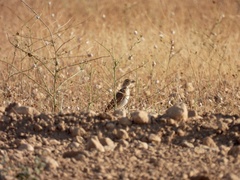 Melanocorypha calandra