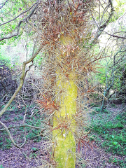 Gleditsia amorphoides