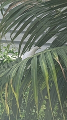 Ducula spilorrhoa