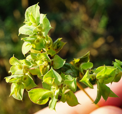 Euphorbia falcata