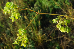 Euphorbia falcata