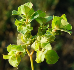 Euphorbia falcata