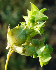 Euphorbia falcata