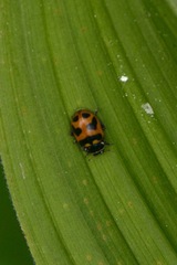 Hippodamia oregonensis