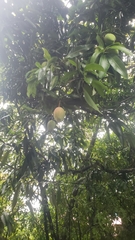 Mangifera indica