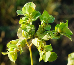 Euphorbia falcata