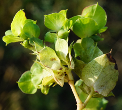 Euphorbia falcata