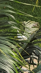 Ducula spilorrhoa