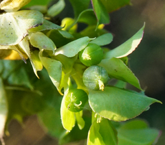 Euphorbia falcata
