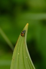 Hippodamia oregonensis