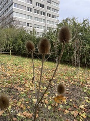 Dipsacus fullonum