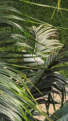 Ducula spilorrhoa