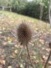 Dipsacus fullonum