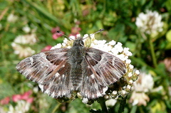 Muschampia floccifera