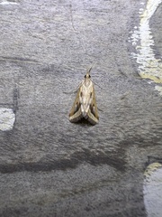 Achyra massalis