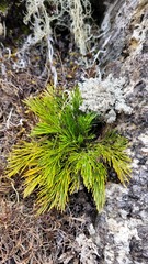 Aciphylla polita