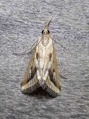 Achyra massalis