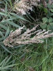 Phragmites australis