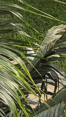 Ducula spilorrhoa