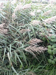 Phragmites australis