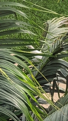 Ducula spilorrhoa