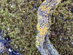 Athallia pyracea