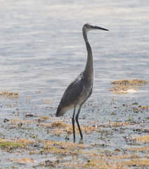 Egretta garzetta dimorpha