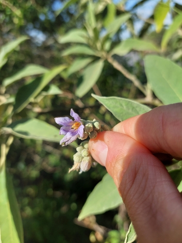 Solanum granulosoleprosum, photograph 2