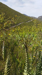 Osteospermum corymbosum