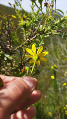 Osteospermum corymbosum