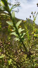Osteospermum corymbosum