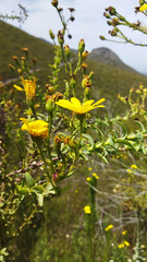 Osteospermum corymbosum