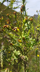 Osteospermum corymbosum