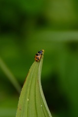 Hippodamia oregonensis
