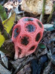 Clathrus crispus