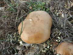 Lepista personata